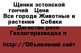 Щенки эстонской гончей › Цена ­ 7 000 - Все города Животные и растения » Собаки   . Дагестан респ.,Геологоразведка п.